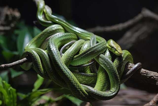 Hòn đảo nguy hiểm nhất thế giới: Quê nhà của hơn 400 nghìn con rắn, lỡ đặt chân vào xem như không có đường ra - Ảnh 6.