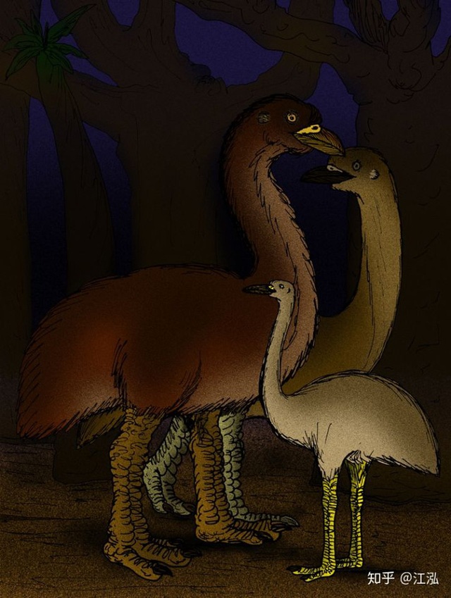 Madagascar phát hiện ra loài chim khổng lồ đầu tiên trong lịch sử có độ cao lên tới 3 mét - Ảnh 8.