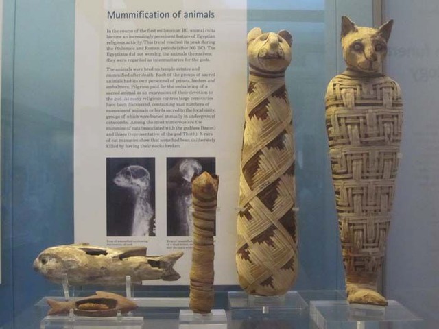Chiến thuật dùng mèo làm vũ khí chiến tranh mang lại hiệu quả không ngờ ở thời cổ đại - Ảnh 4.
