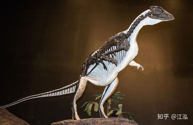 Phát hiện loài khủng long sống dưới lòng đất 100 triệu năm trước - Ảnh 11.