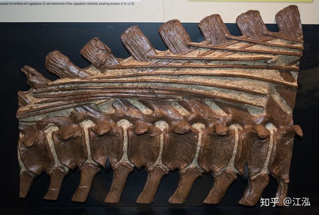 Phát hiện loài khủng long sống dưới lòng đất 100 triệu năm trước - Ảnh 8.