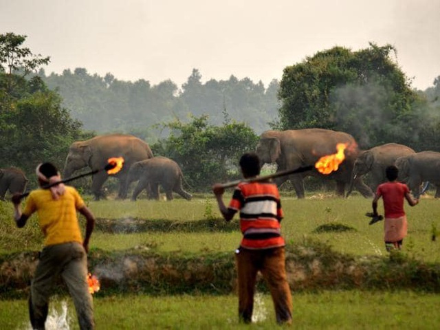  Thêm hình ảnh gây phẫn nộ tột cùng: Mẹ con nhà voi vào làng xin ăn, bị dân ném cầu lửa và đá xua đuổi không thương tiếc - Ảnh 2.