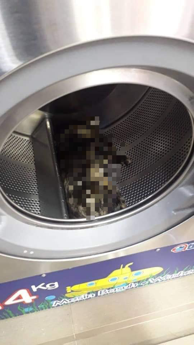 Phát hiện xác 3 con mèo trong máy giặt công cộng, camera soi ra hành động vô nhân đạo của gã đàn ông và cái giá phải trả thích đáng - Ảnh 5.