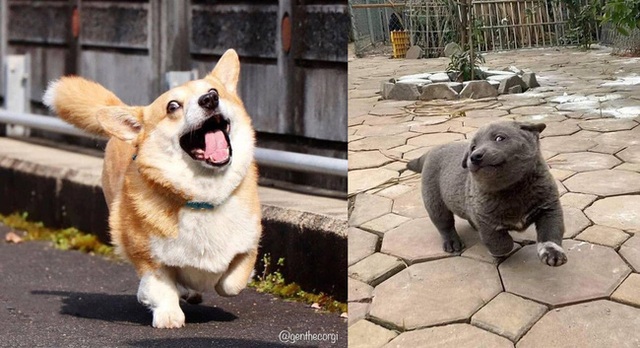 Bên Nhật có 1 idol chó mang biểu cảm y hệt Nguyễn Văn Dúi, chỉ khác mỗi giống và màu lông - Ảnh 6.