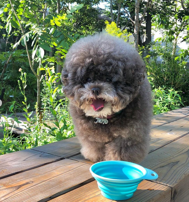 Dân mạng cười rần rần với cô chó Poodle mũm mĩm có dáng ngồi dỗi hờn cả thế giới, ngờ đâu đó lại là đại tiểu thư vạn người mê, tự đóng quảng cáo kiếm tiền cực xịn - Ảnh 23.