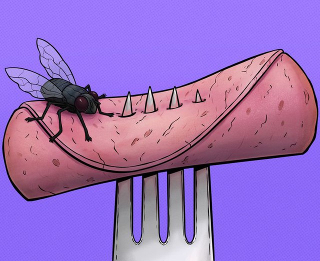 Chuyện gì sẽ xảy ra khi một con ruồi đậu trên thức ăn của bạn? - Ảnh 1.
