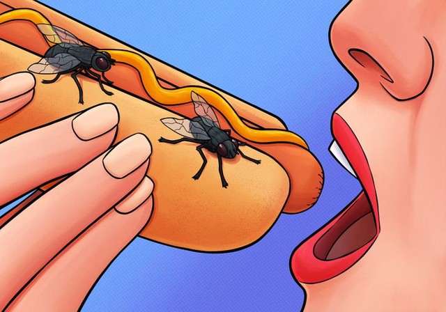 Chuyện gì sẽ xảy ra khi một con ruồi đậu trên thức ăn của bạn? - Ảnh 2.