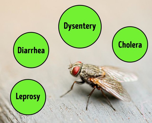 Chuyện gì sẽ xảy ra khi một con ruồi đậu trên thức ăn của bạn? - Ảnh 4.
