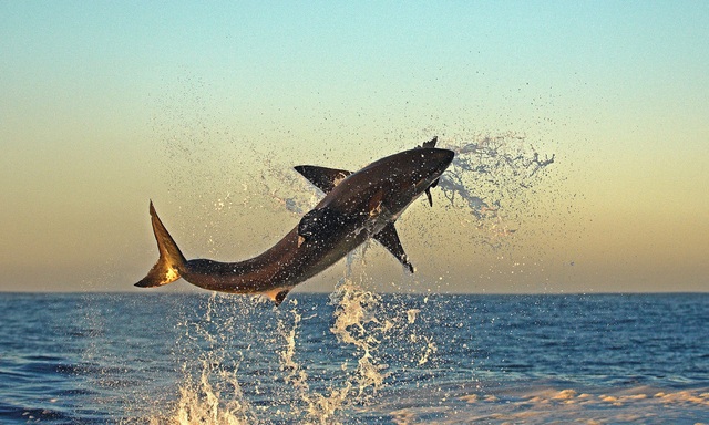 Điểm tên những hung thần cá mập khét tiếng nhất đại dương - Ảnh 2.
