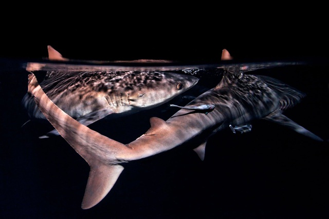 Điểm tên những hung thần cá mập khét tiếng nhất đại dương - Ảnh 6.