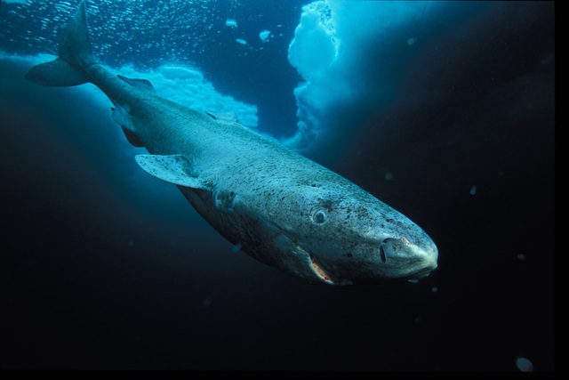 Điểm tên những hung thần cá mập khét tiếng nhất đại dương - Ảnh 7.