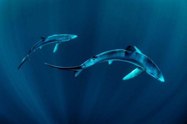 Điểm tên những hung thần cá mập khét tiếng nhất đại dương - Ảnh 8.