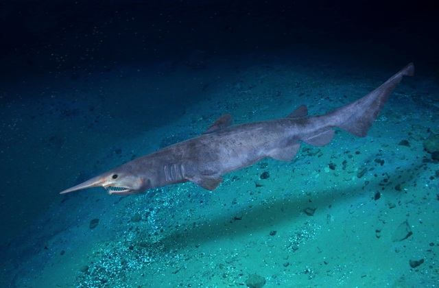 Điểm tên những hung thần cá mập khét tiếng nhất đại dương - Ảnh 9.