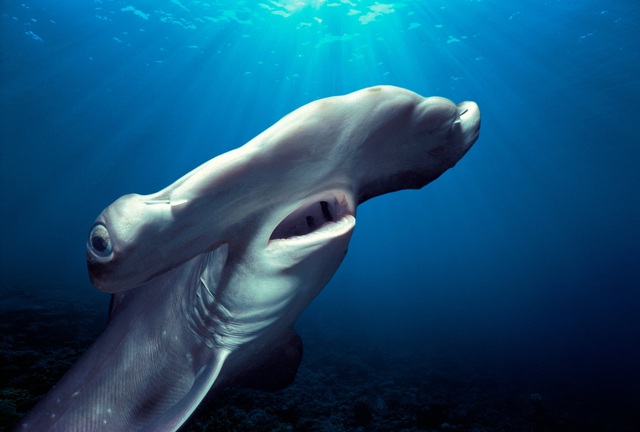 Điểm tên những hung thần cá mập khét tiếng nhất đại dương - Ảnh 10.