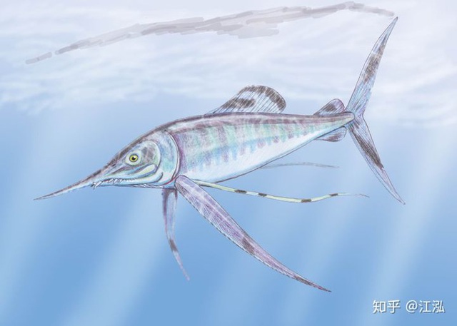 Phát hiện loài cá kiếm cổ đại với hàm răng sắc nhọn ngoại cỡ - Ảnh 6.