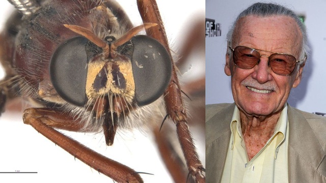 Úc: Giới khoa học đặt tên các loài côn trùng mới theo Stan Lee và nhiều siêu anh hùng của Marvel - Ảnh 2.
