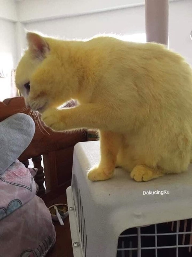 Chữa nấm bằng bột nghệ, bé mèo trắng trẻo bị nhuộm thành Pikachu - Ảnh 6.