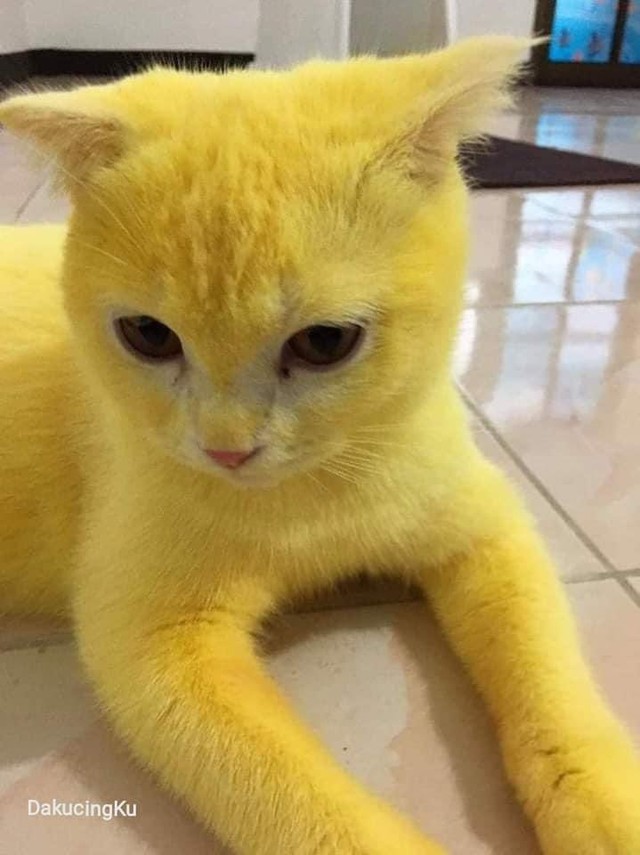 Chữa nấm bằng bột nghệ, bé mèo trắng trẻo bị nhuộm thành Pikachu - Ảnh 7.