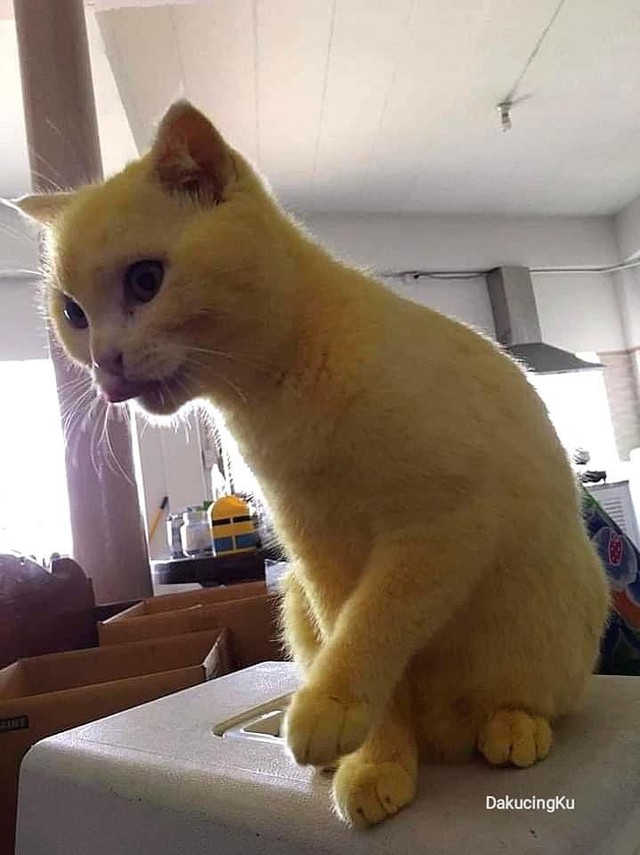 Chữa nấm bằng bột nghệ, bé mèo trắng trẻo bị nhuộm thành Pikachu - Ảnh 8.