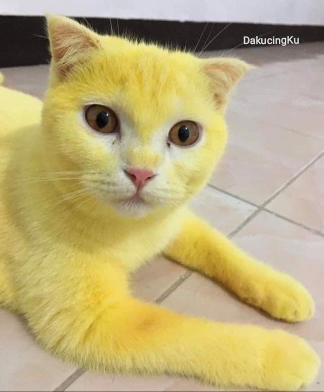 Chữa nấm bằng bột nghệ, bé mèo trắng trẻo bị nhuộm thành Pikachu - Ảnh 9.