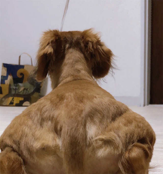 Internet thích thú với bức ảnh chụp chú chó từ đằng sau, trông như 1 anh thanh niên vai u bắp thịt vạm vỡ - Ảnh 1.