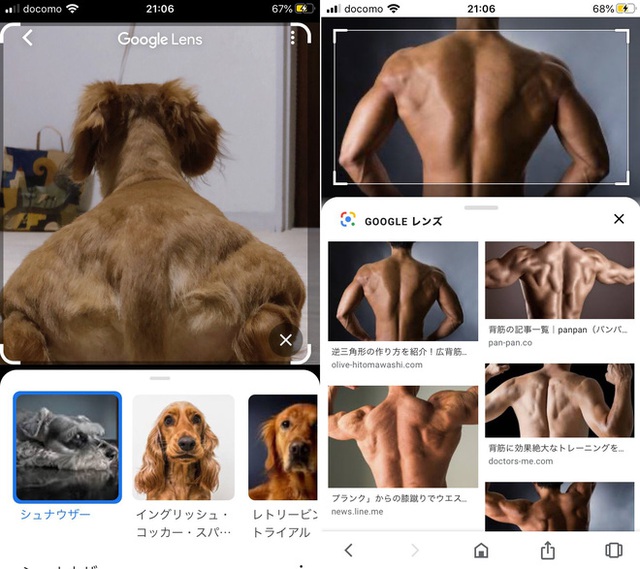 Internet thích thú với bức ảnh chụp chú chó từ đằng sau, trông như 1 anh thanh niên vai u bắp thịt vạm vỡ - Ảnh 2.