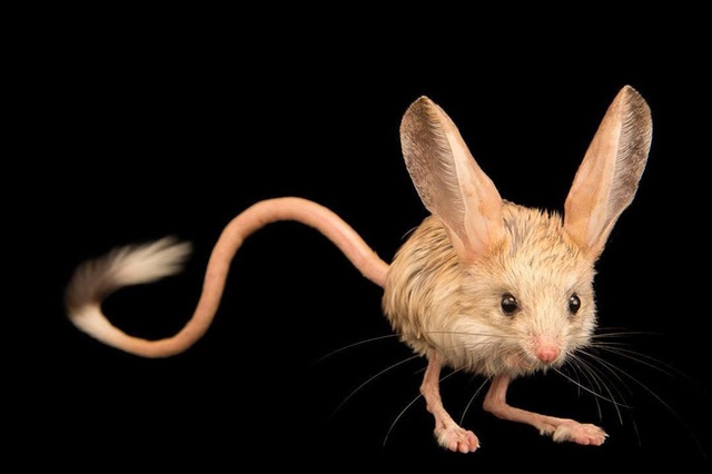 Gặp gỡ giống chuột kỳ lạ trông như kết quả mối tình sai trái giữa lợn, thỏ và kangaroo - Ảnh 1.