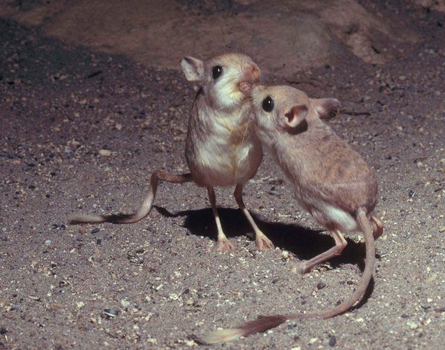 Gặp gỡ giống chuột kỳ lạ trông như kết quả mối tình sai trái giữa lợn, thỏ và kangaroo - Ảnh 3.