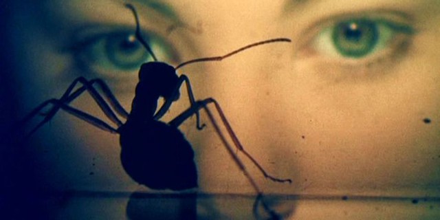 ‘Rợn tóc gáy’ với loạt phim kinh dị về nhện và côn trùng siêu ám ảnh - Ảnh 10.