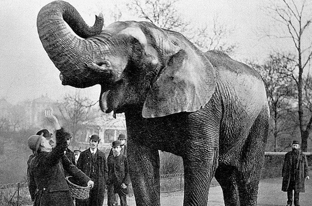 Voi Mary - con voi duy nhất bị treo cổ trong lịch sử - Ảnh 1.