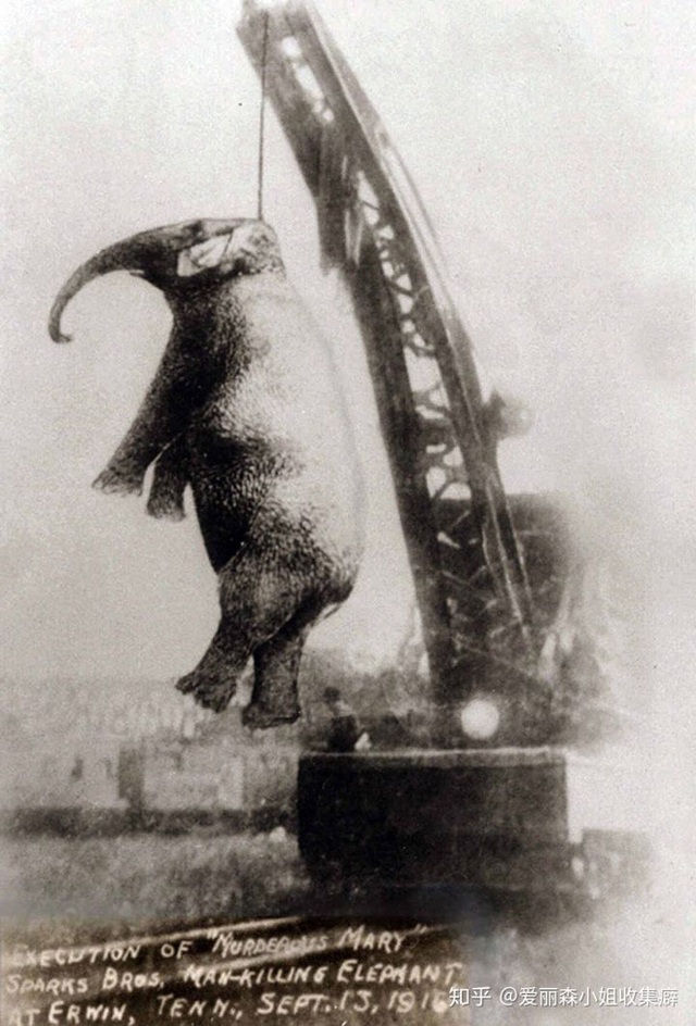 Voi Mary - con voi duy nhất bị treo cổ trong lịch sử - Ảnh 13.