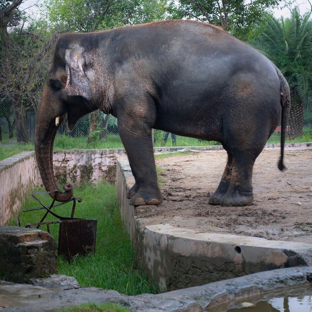 35 năm khổ sở của chú voi cô độc nhất hành tinh sắp được tự do: Gánh chịu nỗi đau mất bạn đời, tình trạng sức khỏe ai nghe cũng xót xa - Ảnh 2.