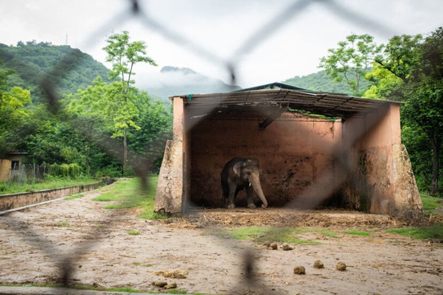 35 năm khổ sở của chú voi cô độc nhất hành tinh sắp được tự do: Gánh chịu nỗi đau mất bạn đời, tình trạng sức khỏe ai nghe cũng xót xa - Ảnh 4.