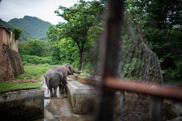 35 năm khổ sở của chú voi cô độc nhất hành tinh sắp được tự do: Gánh chịu nỗi đau mất bạn đời, tình trạng sức khỏe ai nghe cũng xót xa - Ảnh 5.