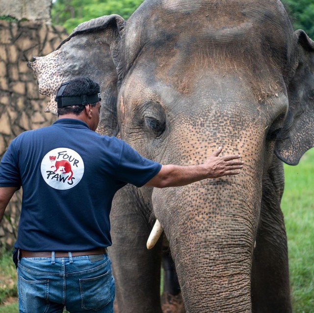 35 năm khổ sở của chú voi cô độc nhất hành tinh sắp được tự do: Gánh chịu nỗi đau mất bạn đời, tình trạng sức khỏe ai nghe cũng xót xa - Ảnh 6.
