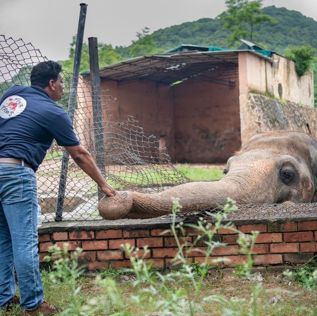 35 năm khổ sở của chú voi cô độc nhất hành tinh sắp được tự do: Gánh chịu nỗi đau mất bạn đời, tình trạng sức khỏe ai nghe cũng xót xa - Ảnh 8.