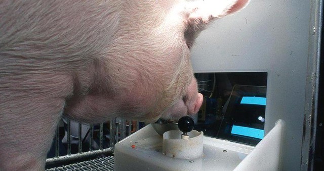 Tin được không, các nhà khoa học đang huấn luyện những chú lợn để chơi game giỏi hơn bạn - Ảnh 1.