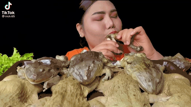 Làm clip ăn Mukbang trên sóng, nữ streamer khiến người xem khiếp sợ, chuyển kênh khi ăn ếch luộc nguyên con - Ảnh 2.