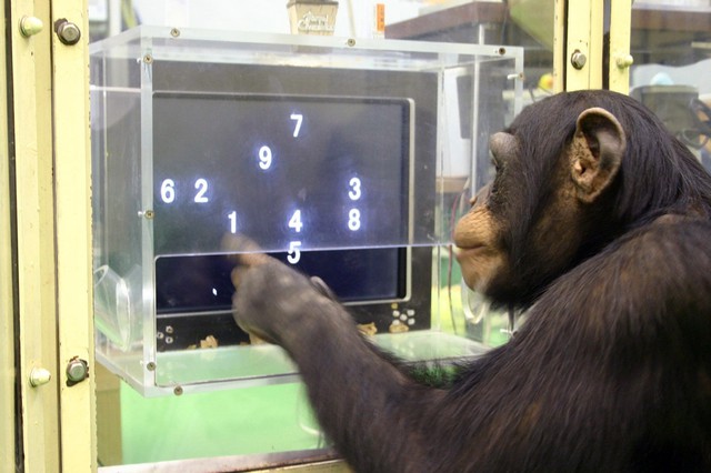 Một con khỉ được cấy chip não và đã có thể chơi game như người - Ảnh 1.