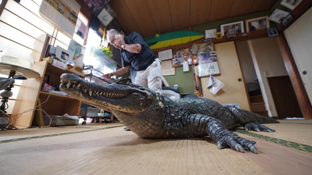 Mất kiên nhẫn với vợ, người đàn ông Nhật Bản nuôi cá sấu để dằn mặt cho biết - Ảnh 4.