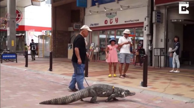 Mất kiên nhẫn với vợ, người đàn ông Nhật Bản nuôi cá sấu để dằn mặt cho biết - Ảnh 2.