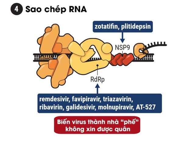 Hiểu cơ chế hoạt động của 5 dòng thuốc COVID-19, từ góc nhìn thú vị của trò chơi Đế Chế - Ảnh 5.