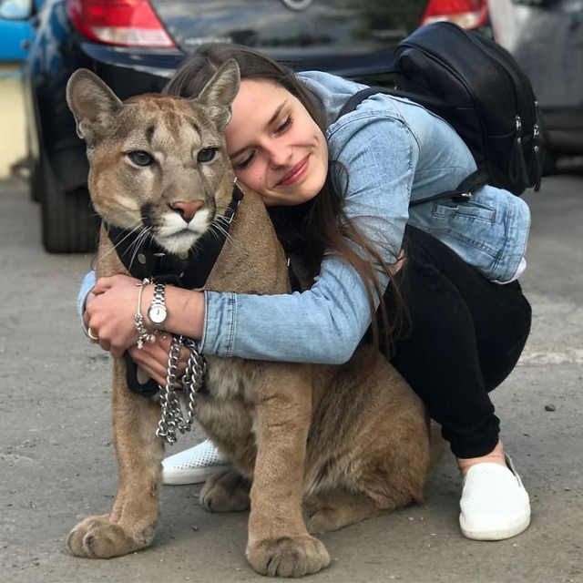 Chán nuôi mèo bình thường, cặp đôi người Nga quyết định nuôi hẳn sư tử núi trong nhà làm thú cưng - Ảnh 1.