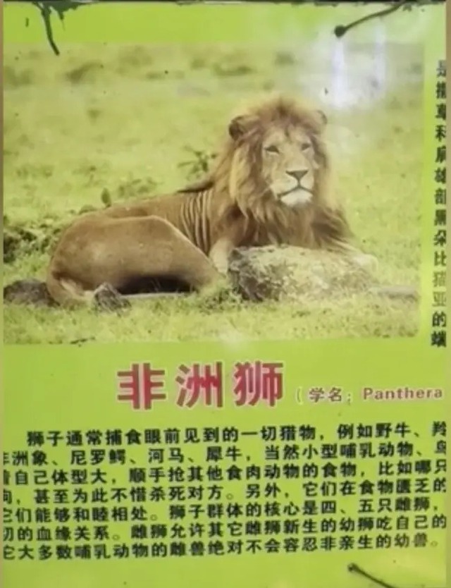 Sở thú lùa chó vàng vào chuồng rồi quảng cáo đấy là sư tử Châu Phi để thu tiền khách - Ảnh 3.