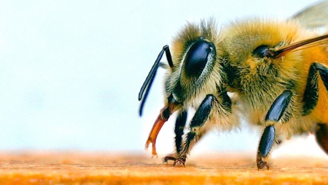 Ong có thể phát hiện người dương tính với COVID-19 chỉ trong vài giây, thậm chí cả khu vực có virus SARS-CoV-2 trong không khí - Ảnh 3.