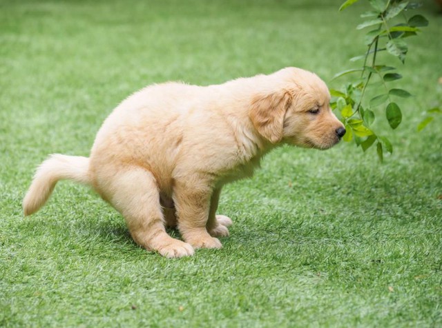 Bị nguyên một đàn chó tè liên tục vào thân suốt 23 năm, cột đèn giao thông chết yểu, đổ sập khi mới trải qua một nửa tuổi thọ khiến CĐM ngỡ ngàng - Ảnh 3.