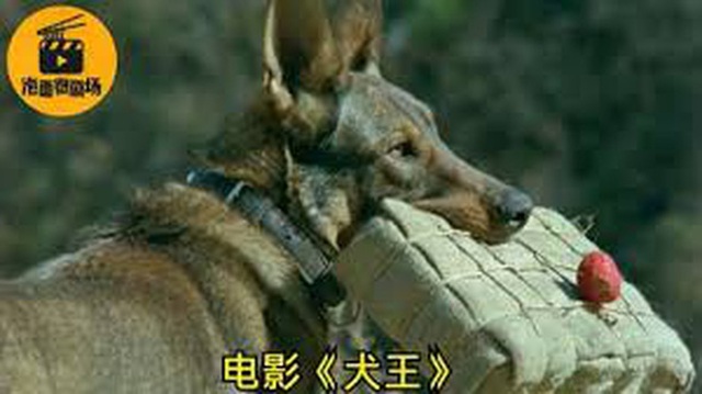 Phim Trung bị tẩy chay vì cho nổ chết thật chú chó vai chính, đạo diễn còn tiết lộ cách để giảm thiểu cơn đau - Ảnh 4.