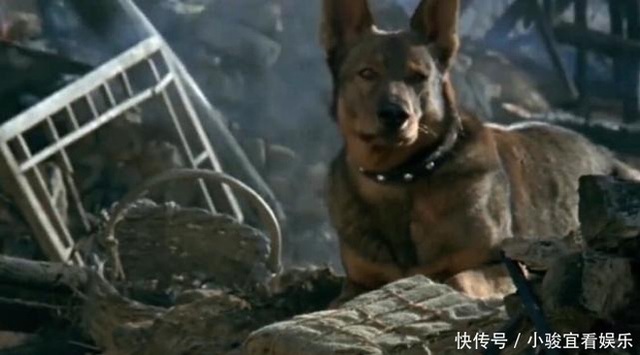 Phim Trung bị tẩy chay vì cho nổ chết thật chú chó vai chính, đạo diễn còn tiết lộ cách để giảm thiểu cơn đau - Ảnh 6.