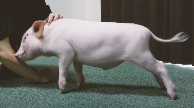 Thanh niên YouTuber nuôi lợn con cute 99 ngày, đến ngày thứ 100 thì ăn luôn thú cưng - Ảnh 3.