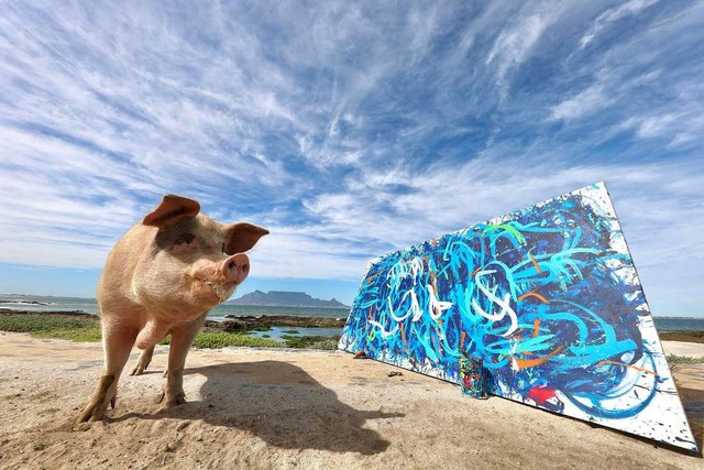 Bất ngờ xuất hiện chú lợn Pig Caso vẽ tranh đẹp không kém người thật, bán một bức kiếm hơn 600 triệu khiến CĐM ngỡ ngàng - Ảnh 3.